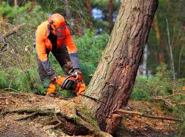 Best Commercial Tree Services  in Macdonnell Heights, NY