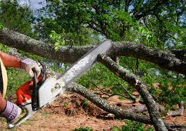 Best Tree Maintenance Programs  in Macdonnell Heights, NY